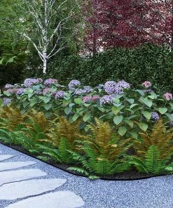 Brighter Blooms Shrubs & Hedges Cool-Climate Shade Garden Kit