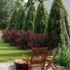 Brighter Blooms Cool-Climate Privacy Kit Evergreen & Privacy