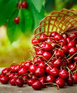 Brighter Blooms Coral Champagne Cherry Tree Cherry Trees