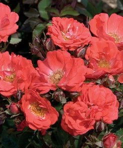 Brighter Blooms Coral Drift® Rose Roses