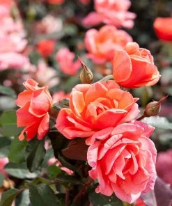 Brighter Blooms Roses Coral Knock Out® Rose Shrub