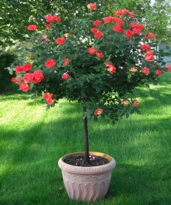 Brighter Blooms Coral Knock Out® Rose Tree