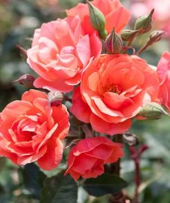 Brighter Blooms Coral Knock Out® Rose Tree 5 Brighter Blooms Coral Knock Out® Rose Tree