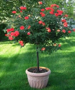 Brighter Blooms Coral Knock Out® Rose Tree