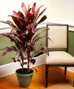 Brighter Blooms Hawaiian Ti Plant