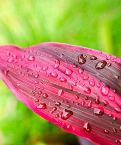 Brighter Blooms Hawaiian Ti Plant