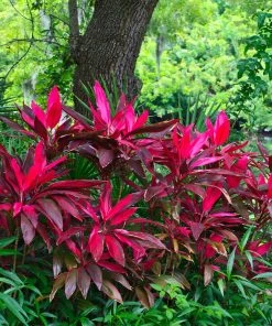 Brighter Blooms Hawaiian Ti Plant
