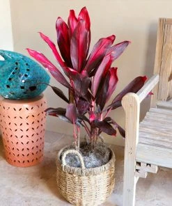 Brighter Blooms Hawaiian Ti Plant