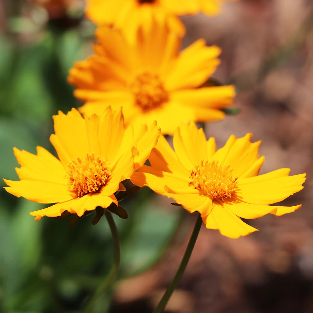 Brighter Blooms Nana Coreopsis (Tickseed) Plant Perennials 3 Brighter Blooms Nana Coreopsis (Tickseed) Plant Perennials