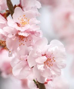 Brighter Blooms Corinthian Rose Double Flowering Peach Tree Flowering Trees