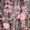 Brighter Blooms Corinthian Rose Double Flowering Peach Tree Flowering Trees