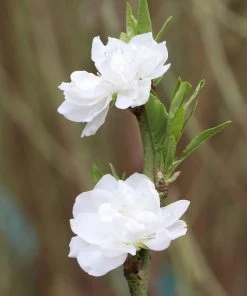 Brighter Blooms Flowering Trees Corinthian White Double Flowering Peach Tree 7 Brighter Blooms Flowering Trees Corinthian White Double Flowering Peach Tree