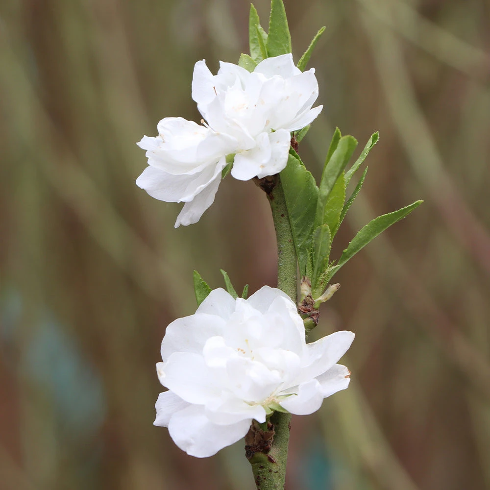 Brighter Blooms Flowering Trees Corinthian White Double Flowering Peach Tree 4 Brighter Blooms Flowering Trees Corinthian White Double Flowering Peach Tree