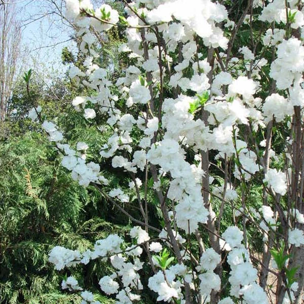 Brighter Blooms Flowering Trees Corinthian White Double Flowering Peach Tree 1 Brighter Blooms Flowering Trees Corinthian White Double Flowering Peach Tree