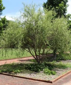 Brighter Blooms Corkscrew Willow Tree Arborvitae Trees