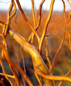 Brighter Blooms Corkscrew Willow Tree Arborvitae Trees