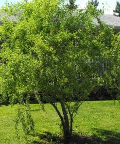 Brighter Blooms Corkscrew Willow Tree Arborvitae Trees