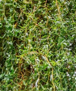 Brighter Blooms Corkscrew Willow Tree Arborvitae Trees