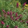 Brighter Blooms CranRazz™ Butterfly Bush (Tree Form)