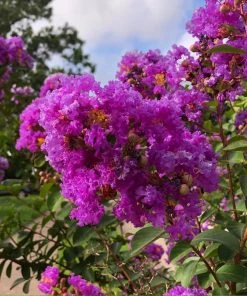Brighter Blooms Twilight Crape Myrtle Tree Flowering Trees