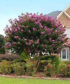 Brighter Blooms Twilight Crape Myrtle Tree Flowering Trees