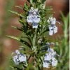 Brighter Blooms Creeping Rosemary SHOP ALL