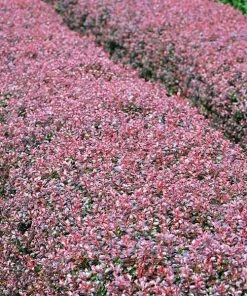 Brighter Blooms Crimson Pygmy Barberry Shrub Shrubs & Hedges