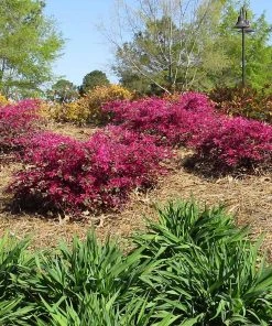 Brighter Blooms Crimson Fire™ Loropetalum