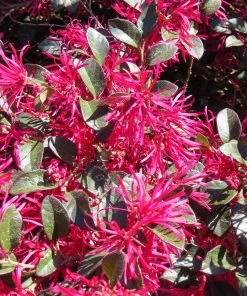 Brighter Blooms Crimson Fire™ Loropetalum