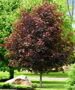 Brighter Blooms Crimson King Maple Tree Shade Trees 7 Brighter Blooms Crimson King Maple Tree Shade Trees