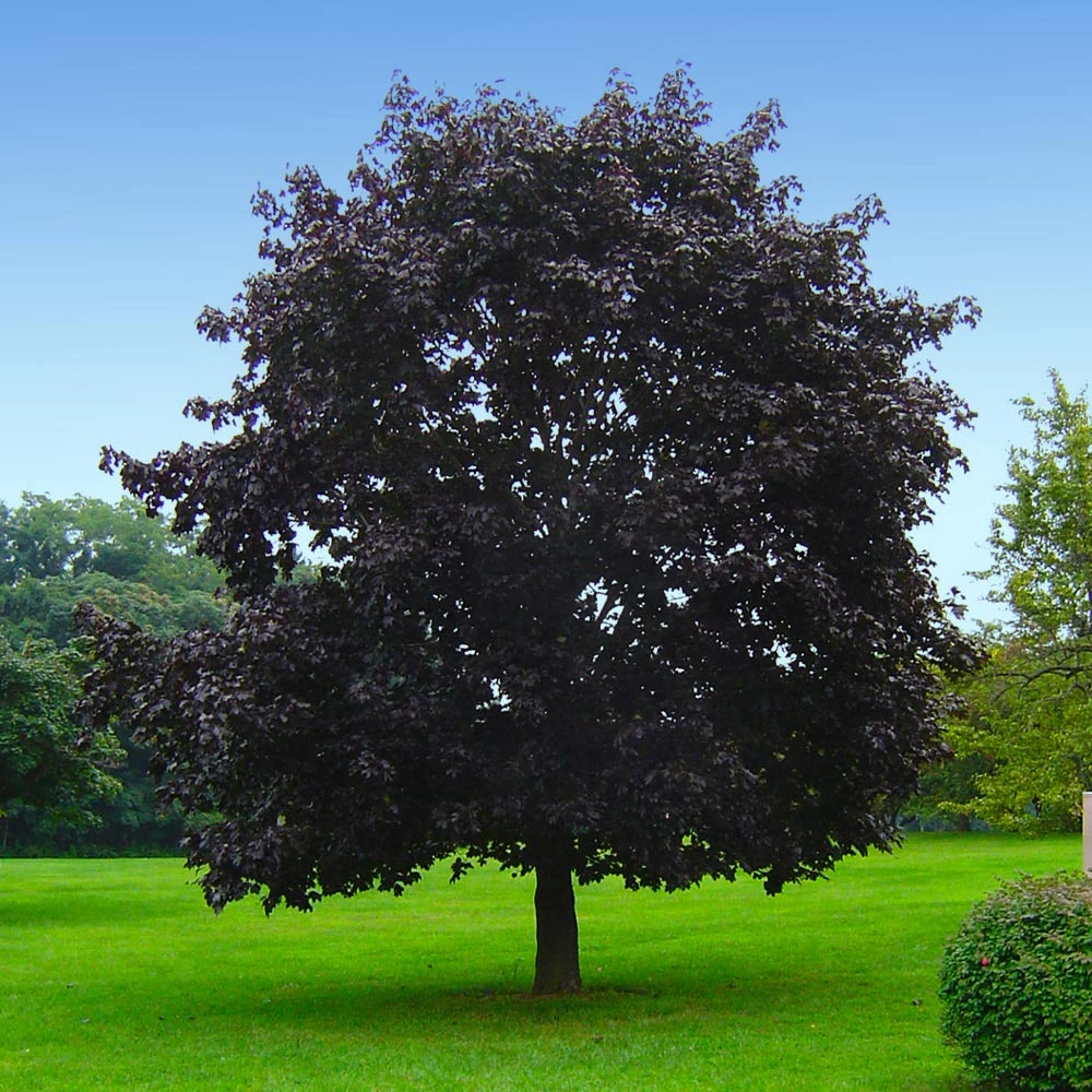 Brighter Blooms Crimson King Maple Tree Shade Trees 4 Brighter Blooms Crimson King Maple Tree Shade Trees