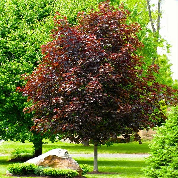 Brighter Blooms Crimson King Maple Tree Shade Trees 1 Brighter Blooms Crimson King Maple Tree Shade Trees