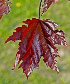 Brighter Blooms Shade Trees Crimson Sentry Norway Maple Tree