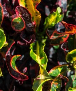 Brighter Blooms House & Patio Mammy' Croton Plant 14 Brighter Blooms House & Patio Mammy' Croton Plant