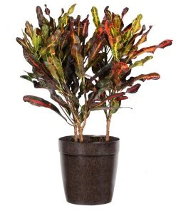 Brighter Blooms House & Patio Mammy' Croton Plant 18 Brighter Blooms House & Patio Mammy' Croton Plant