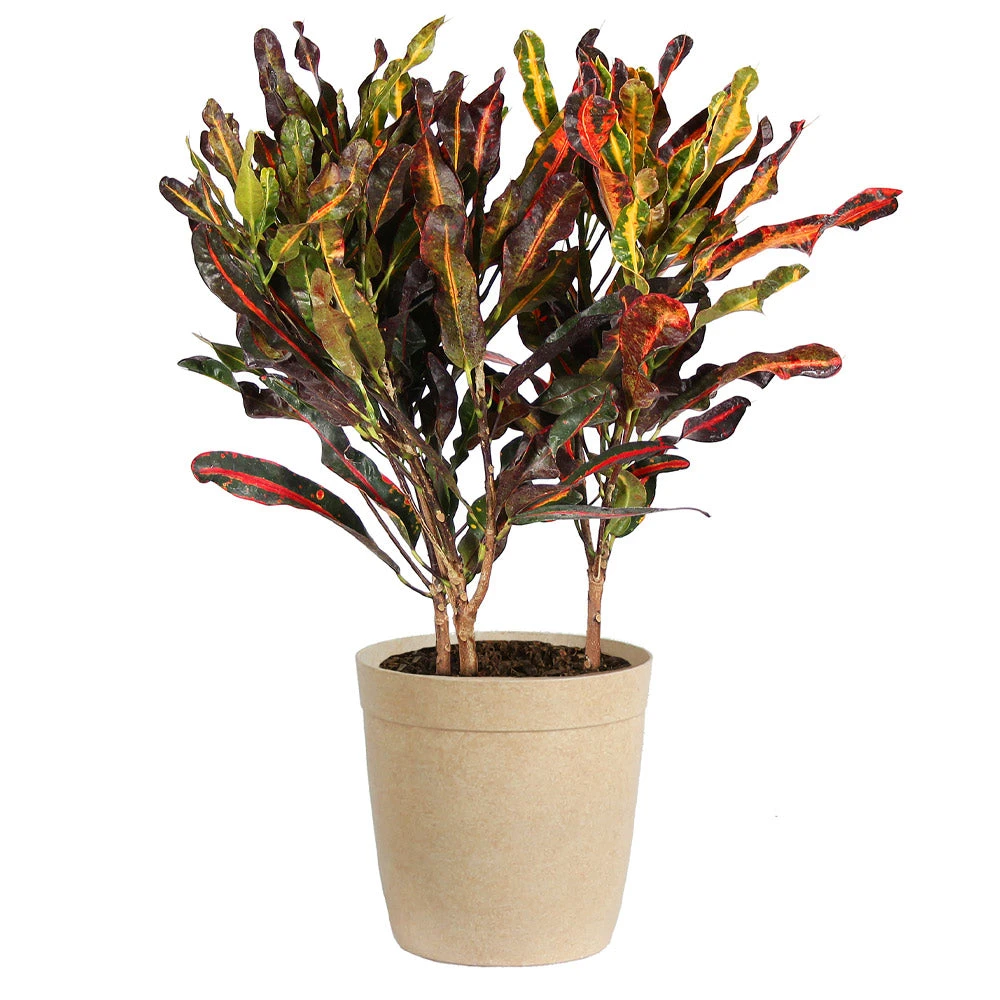 Brighter Blooms House & Patio Mammy' Croton Plant 8 Brighter Blooms House & Patio Mammy' Croton Plant