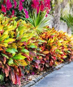 Brighter Blooms Croton Plant