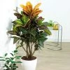 Brighter Blooms Croton Plant