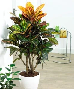 Brighter Blooms Croton Plant