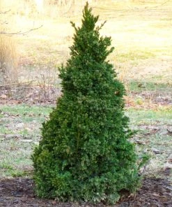 Brighter Blooms Black Dragon Cryptomeria Evergreen & Privacy