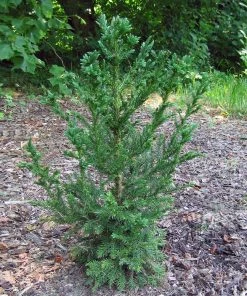 Brighter Blooms Black Dragon Cryptomeria Evergreen & Privacy