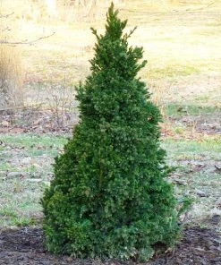 Brighter Blooms Black Dragon Cryptomeria Evergreen & Privacy