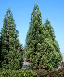Brighter Blooms Cryptomeria Radicans Tree Evergreen & Privacy