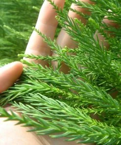 Brighter Blooms Cryptomeria Radicans Tree Evergreen & Privacy