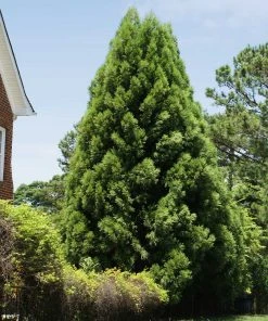 Brighter Blooms Cryptomeria Radicans Tree Evergreen & Privacy