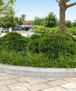 Brighter Blooms Cryptomeria 'Globosa Nana' Evergreen & Privacy 7 Brighter Blooms Cryptomeria 'Globosa Nana' Evergreen & Privacy