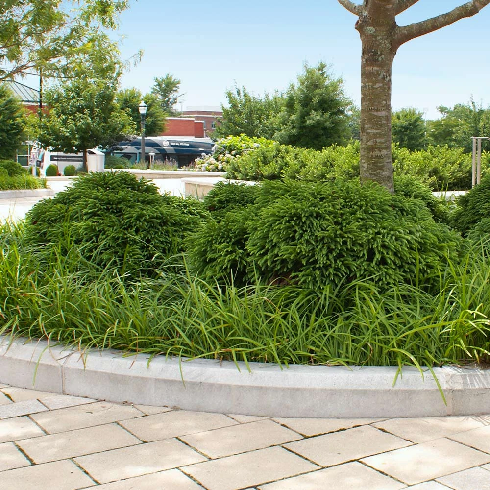 Brighter Blooms Cryptomeria 'Globosa Nana' Evergreen & Privacy 4 Brighter Blooms Cryptomeria 'Globosa Nana' Evergreen & Privacy