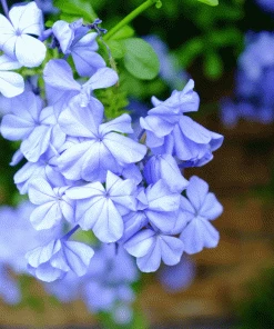 Brighter Blooms Dark Blue Plumbago Shrub
