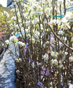 Brighter Blooms D'Anjou Pear Tree Pear Trees