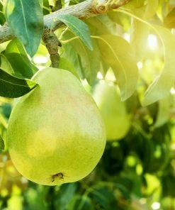 Brighter Blooms D'Anjou Pear Tree Pear Trees